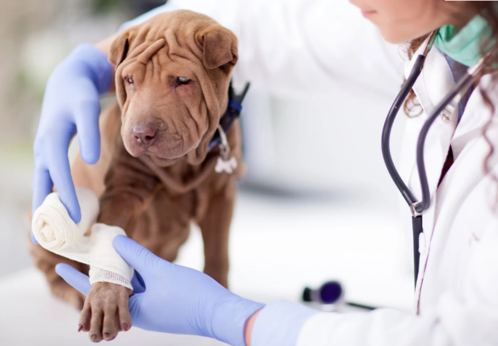 Veterinarian Bandaging a Brown Dog